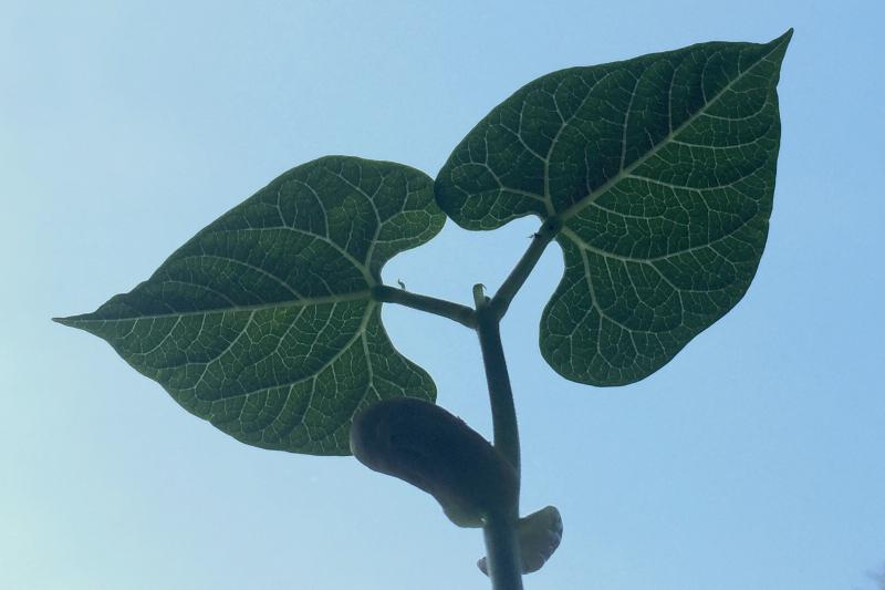 Blad van bonenzaailing